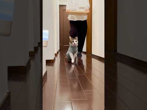 おしりも弾む晩ごはん🎶 #cats(YouTube)