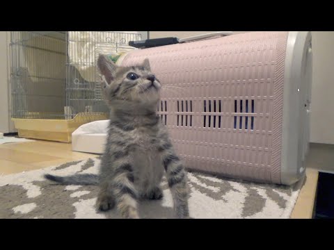 奇跡的な出会いから３年が経ちました(YouTube)