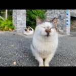 観光地の駐車場にいた猫ちゃんが人懐っこくてカワイイ(YouTube)
