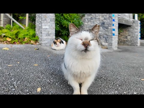 観光地の駐車場にいた猫ちゃんが人懐っこくてカワイイ(YouTube)