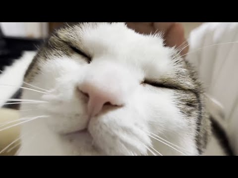 今、一推しの娘の膝の上でピアノを聴きながらくつろぐ猫(YouTube)