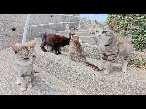 急な坂道を登っていると、猫の大群が後を追いかけてきた(YouTube)