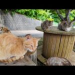 港付近の坂道の途中にあるテーブルが完全に猫カフェだった(YouTube)