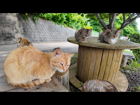 港付近の坂道の途中にあるテーブルが完全に猫カフェだった(YouTube)