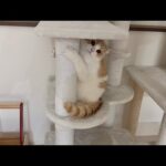 一生懸命に遊んでアピールしてくる甘えんぼ猫が可愛すぎます笑(YouTube)
