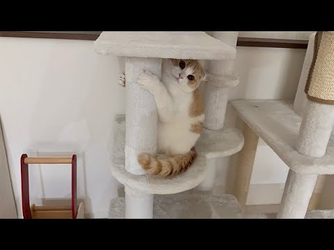 一生懸命に遊んでアピールしてくる甘えんぼ猫が可愛すぎます笑(YouTube)