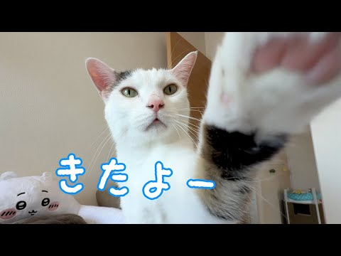 何を撮ろうとしてもごはん催促動画になってしまいます…(YouTube)