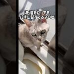 ママには絶対に返事をしない猫マロちゃん！ #shorts(YouTube)