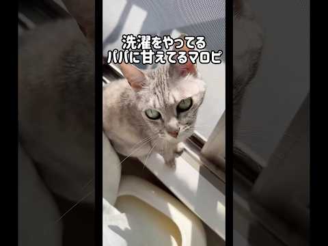 ママには絶対に返事をしない猫マロちゃん！ #shorts(YouTube)