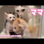 ママ？ 泥の中からレスキューされて3週間 モグ  引越しでボッチになったムック   2025 05 28 1(YouTube)