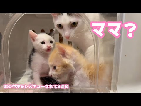 ママ？ 泥の中からレスキューされて3週間 モグ  引越しでボッチになったムック   2025 05 28 1(YouTube)