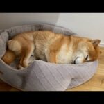 スヤスヤ💤ゲリラライブ配信・2025年5月23日(YouTube)