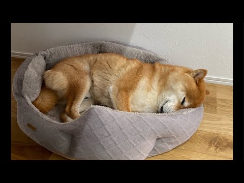 スヤスヤ💤ゲリラライブ配信・2025年5月23日(YouTube)