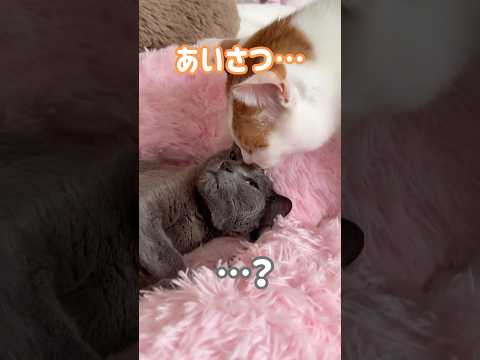 ハムちゃんとトロシャンが挨拶してました！ #shorts(YouTube)