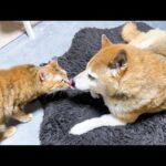 【犬と猫大家族】み～んな甘えちゃってます(YouTube)