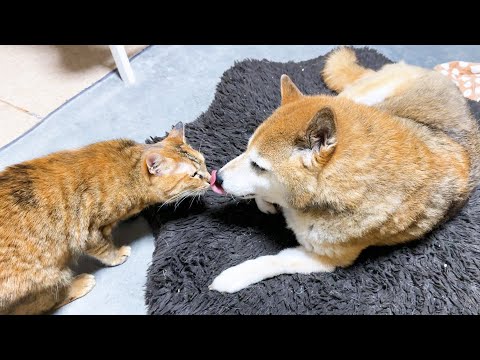 【犬と猫大家族】み～んな甘えちゃってます(YouTube)