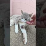 猫地蔵にお賽銭を入れたら、猫がお礼を言いに来てくれた #猫 #ネコ #cat(YouTube)