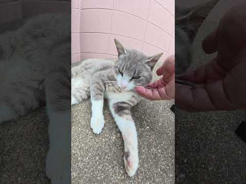 猫地蔵にお賽銭を入れたら、猫がお礼を言いに来てくれた #猫 #ネコ #cat(YouTube)