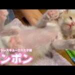 お腹ポンポン  泥の中からレスキューされた子猫15日目  モグ   2025 05 21 1(YouTube)