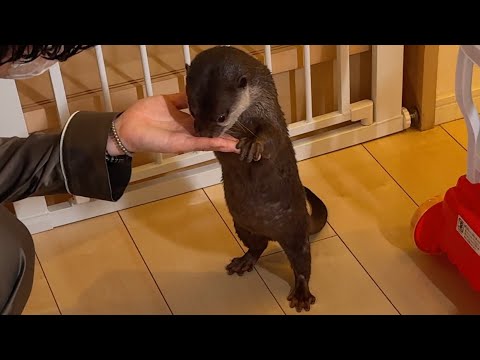 素早いカワウソを追いかけよう！！ Chase the quick otter!(YouTube)