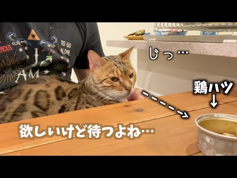 とてもお行儀のいい賢い猫(YouTube)