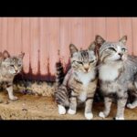 猫島の山の上の路地に入ると猫に取り囲まれる(YouTube)