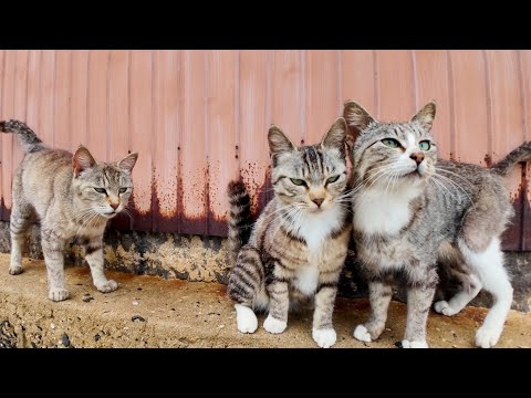 猫島の山の上の路地に入ると猫に取り囲まれる(YouTube)