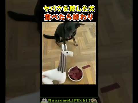 それ食べたらあかんで講座😂【犬】 #犬 #dog(YouTube)