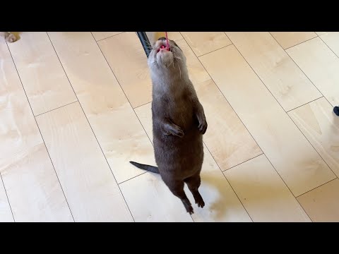 風船の使い方が変すぎて面白くなるカワウソ！ An otter that uses balloons in a way that is too strange to be interesting!(YouTube)
