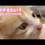 あたちキレイ？  泥の中からレスキューされた子猫  モグ   2025 05 22 2(YouTube)