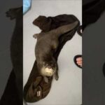 もう拭いたから出てもいい？ #shorts #カワウソ #カワウソしゃもじ(YouTube)