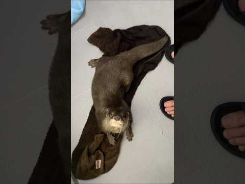 もう拭いたから出てもいい？ #shorts #カワウソ #カワウソしゃもじ(YouTube)