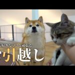 柴犬は大好きなママと頑張る！ドキドキ保護猫ちゃんのお引越し物語がこれ♡(YouTube)
