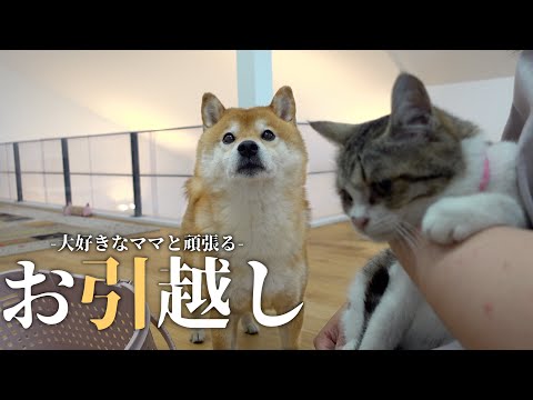 柴犬は大好きなママと頑張る！ドキドキ保護猫ちゃんのお引越し物語がこれ♡(YouTube)