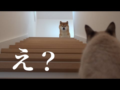 柴犬は輪に入れない子猫を見て決心をしたようです。(YouTube)