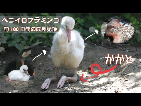 ベニイロフラミンゴの成長記録（上野動物園）(YouTube)