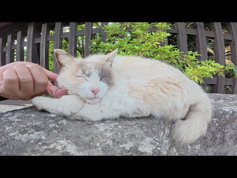 神社の猫達に塩対応された後におみくじを引いた結果・・・(YouTube)