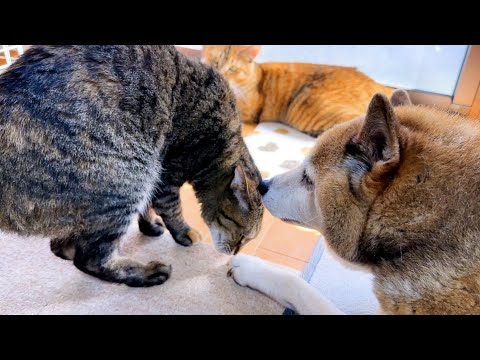 一人ぼっちでくつろぐ猫を見た柴犬が神対応を見せてくれました(YouTube)