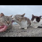 強風で乱れた毛並みをグルーミングでセットしてあげる仲良し猫トリオ(YouTube)