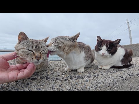 強風で乱れた毛並みをグルーミングでセットしてあげる仲良し猫トリオ(YouTube)