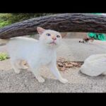 海辺の道でモフりきれない程の猫達がワラワラと集まってきた(YouTube)