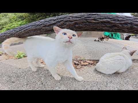 海辺の道でモフりきれない程の猫達がワラワラと集まってきた(YouTube)