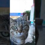 足湯猫  #ImpressedCatVideo #catisland #猫(YouTube)