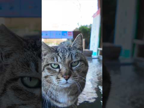 足湯猫  #ImpressedCatVideo #catisland #猫(YouTube)