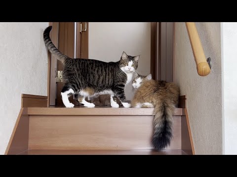 日替わりで「早く起きろ」と起こしにくる猫(YouTube)