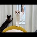 子猫たちのワンオペ育児が大変すぎてついにギブアップした猫がこうなっちゃいました…(YouTube)