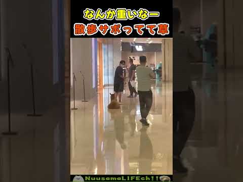 散歩サボってんのバレて焦るアルパカさん😂【アルパカ】funny animals(YouTube)