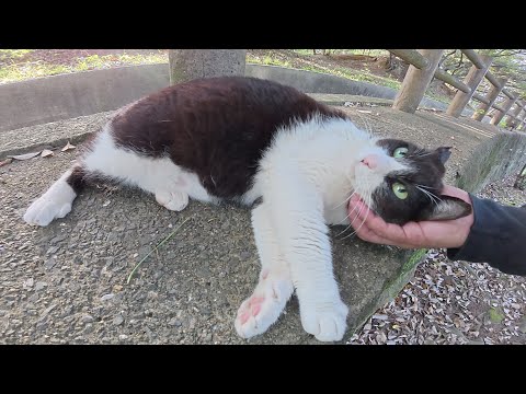 強引にナデナデを要求してくるハチワレ猫ちゃん(YouTube)