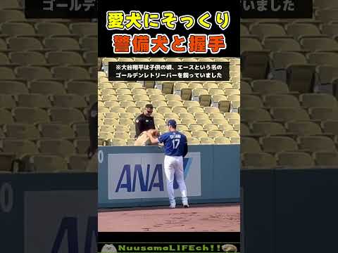 警備員の犬をなでなでしに行く大谷翔平😂【ポメ犬】 #犬 #dog(YouTube)