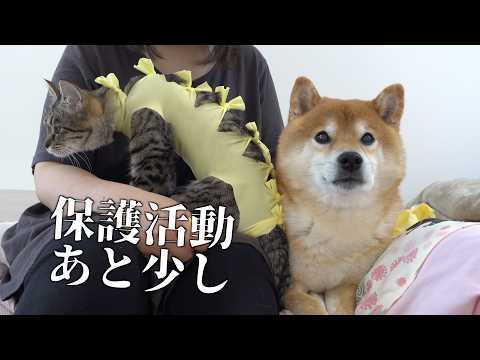 柴犬と保護猫生活。もうすぐ終わりを迎えそうです。(YouTube)